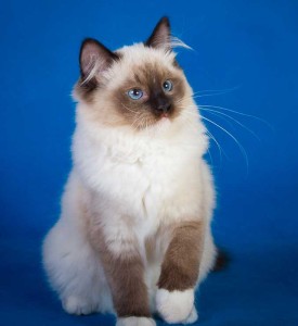 Ragdoll ma ke Odgajiva nica ragdoll ma aka Srbija